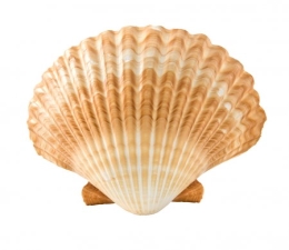 C:\Users\user\AppData\Local\Microsoft\Windows\INetCache\Content.Word\depositphotos_10529043-stock-photo-seashell.jpg